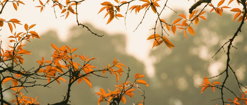 forest, foliage, autumn-6631518.jpg